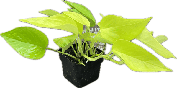 3" Pothos Neon