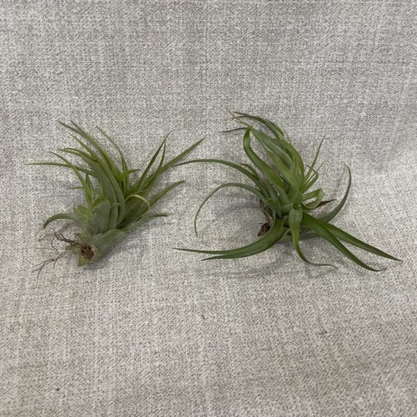 Air Plant - Pruinosa