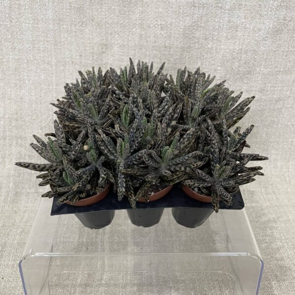 2" Succulent Mother of Thousands