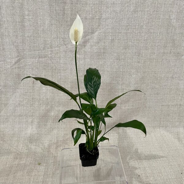 3" Spath