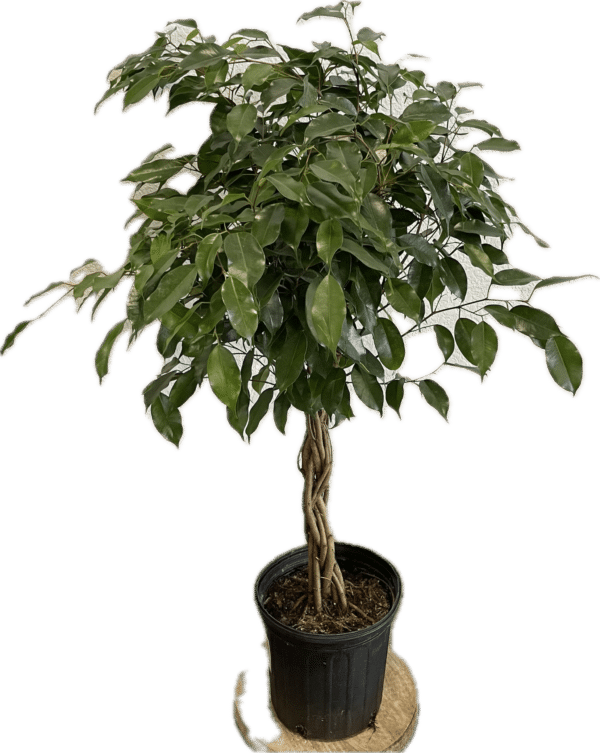 8" Ficus (Braid)