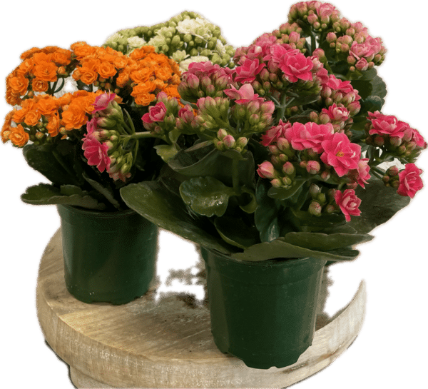 4" Kalanchoe