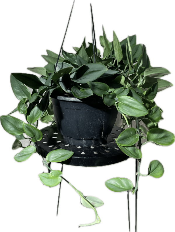 8" Treubii Moonlight Hanger