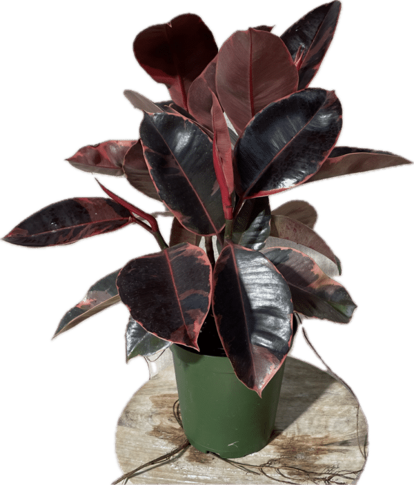 6" Ficus Ruby