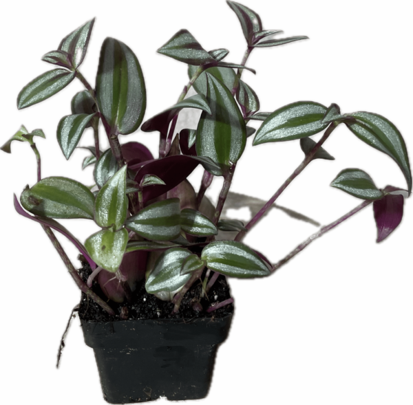 3" Wandering Jew