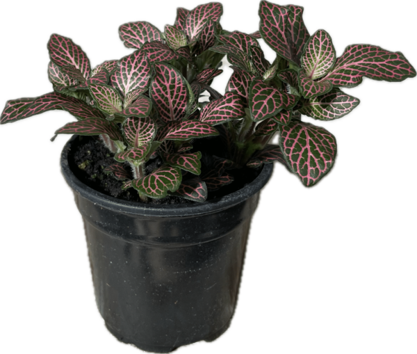 4" Fittonia Pink