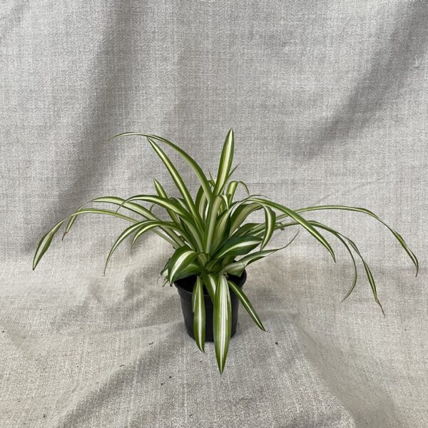 4" Spider