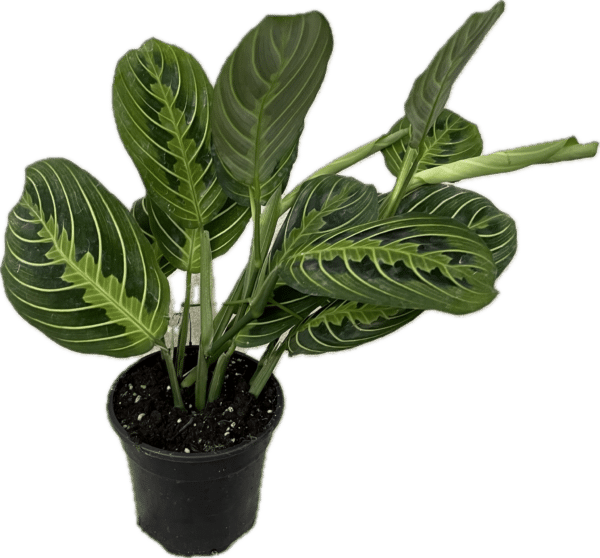 4" Maranta Lemon - Image 2