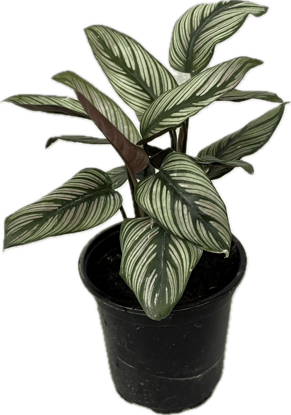 4" Calathea White Star - Image 2