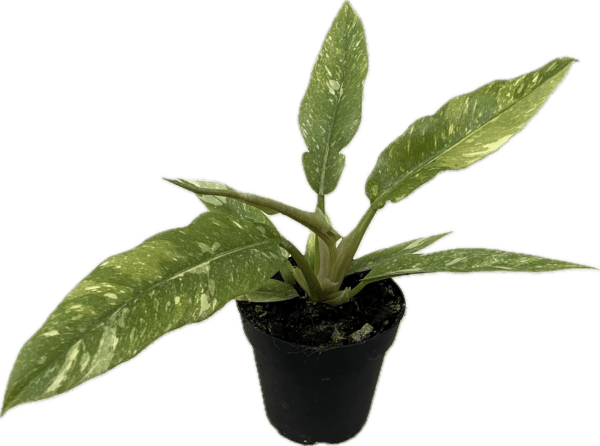 4" Philodendron Ring of Fire - Image 2