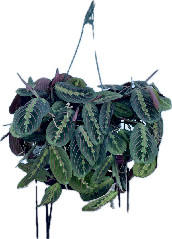 8" HB Maranta Red
