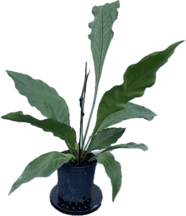 8" Anthurium Big Red Bird - Image 2
