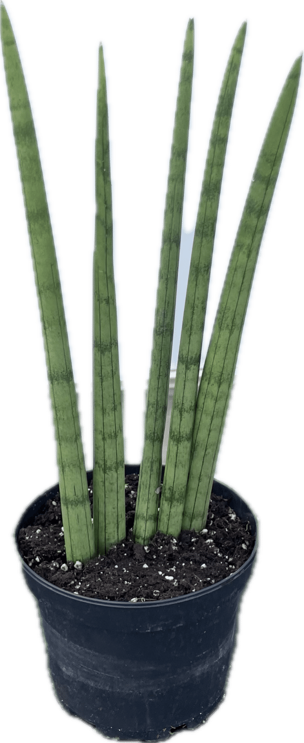 6" Sansevieria Cylindrical