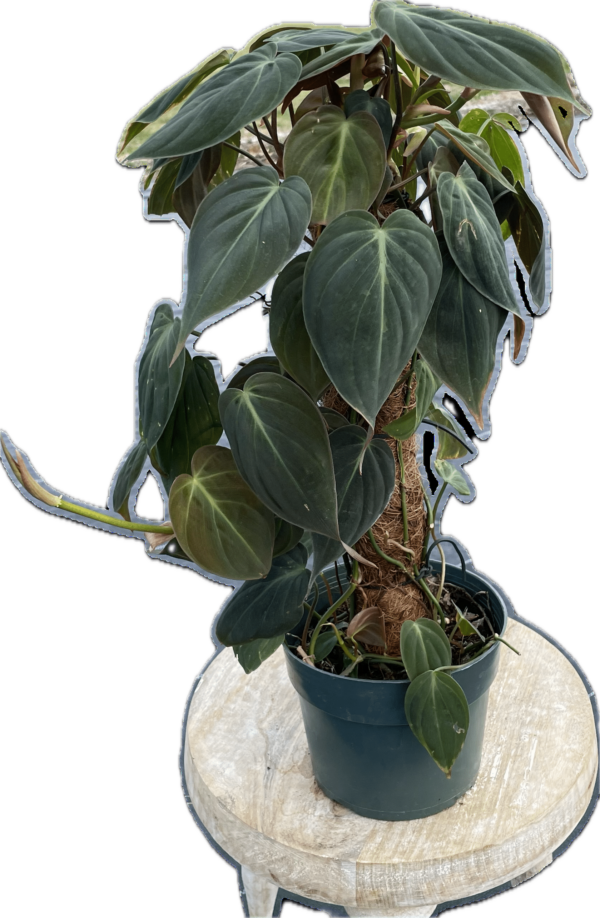 6" Philodendron Mican Pole