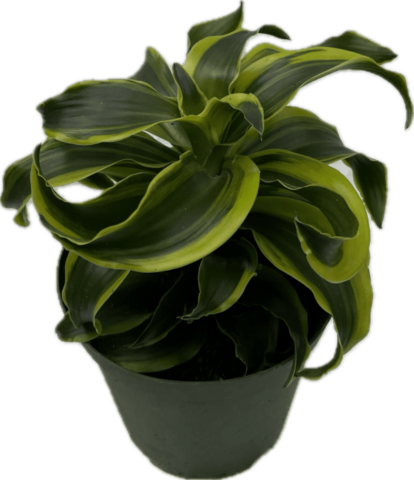 6" Dracaena Dragon Tornado