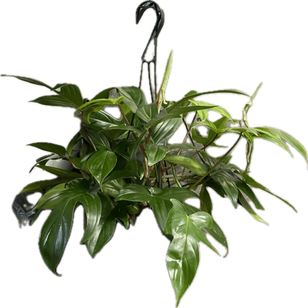 8" Philodendron Florida Hanger