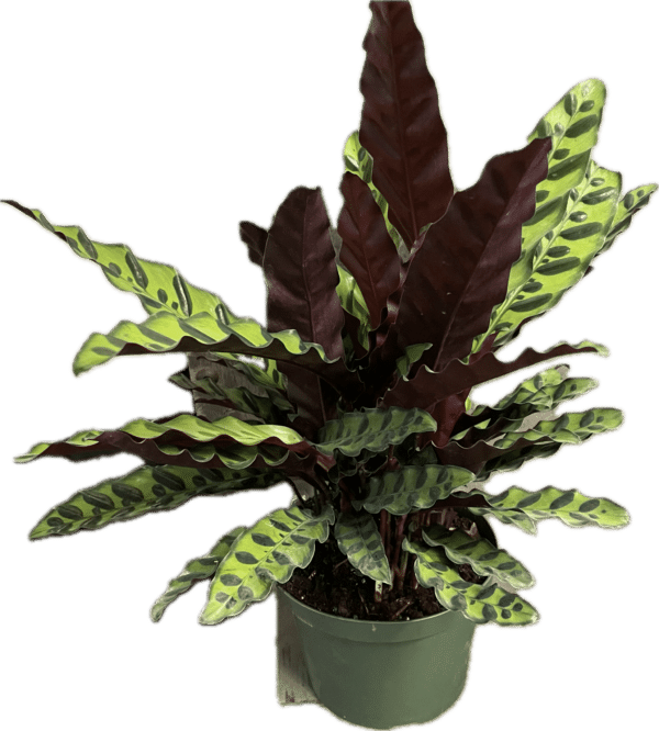 8" Calathea Lancifolia