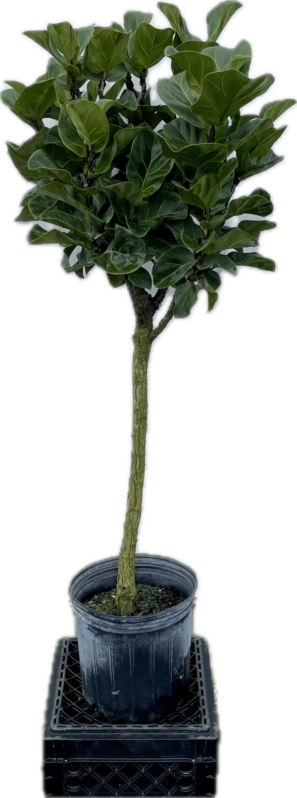 10" Fiddle Fig Little Leaf (Tree)