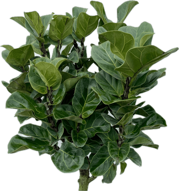 10" Fiddle Fig Little Leaf (Tree) - Image 2