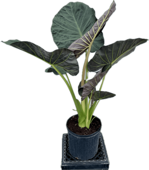 10" Alocasia