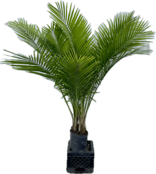 12" Palm Majesty