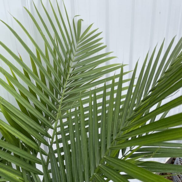 12" Palm Majesty - Image 2