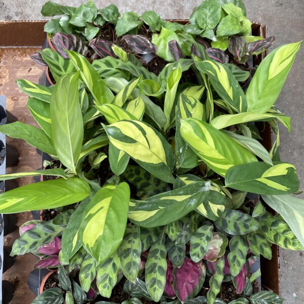 2" Calathea Assortment