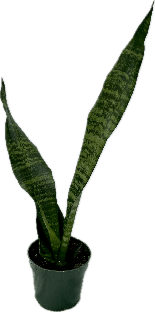 4" Sansevieria Coral