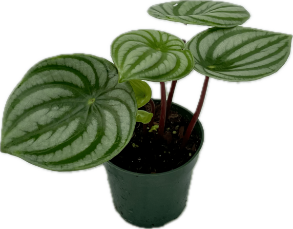 4" Peperomia Watermelon