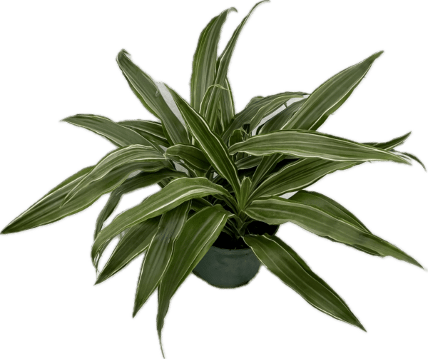 6" Warneckii Ulises Dracenia
