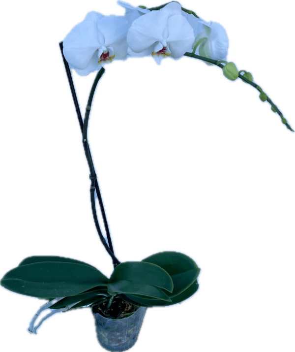 5" Orchid Phail White