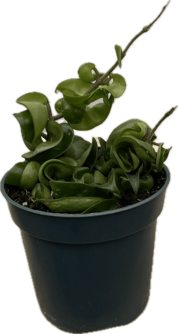 4" Hoya Hindu Rope