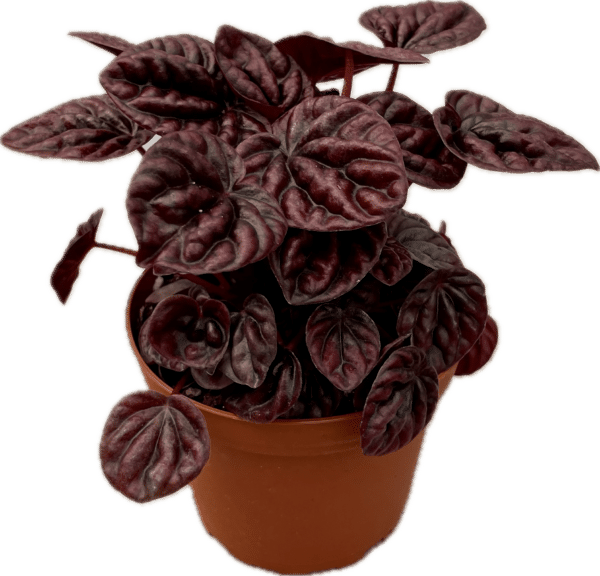 4" Peperomia Schumi Red