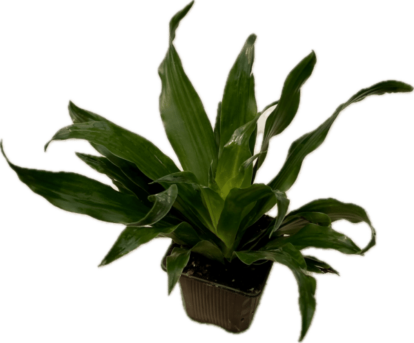3" Janet Craig Compacta