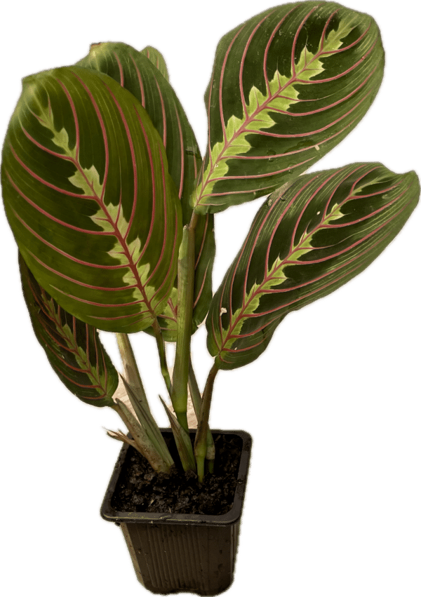 3" Maranta Red
