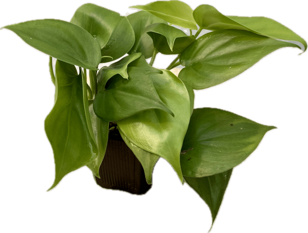 3” philodendron