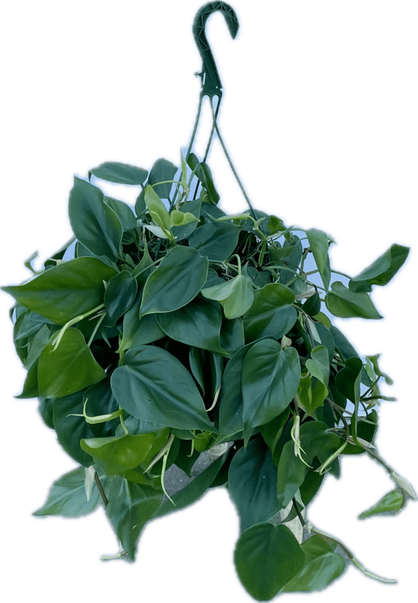 8" Philodendron Hanger