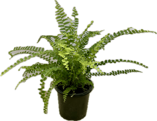 4" Fern Lemon Button