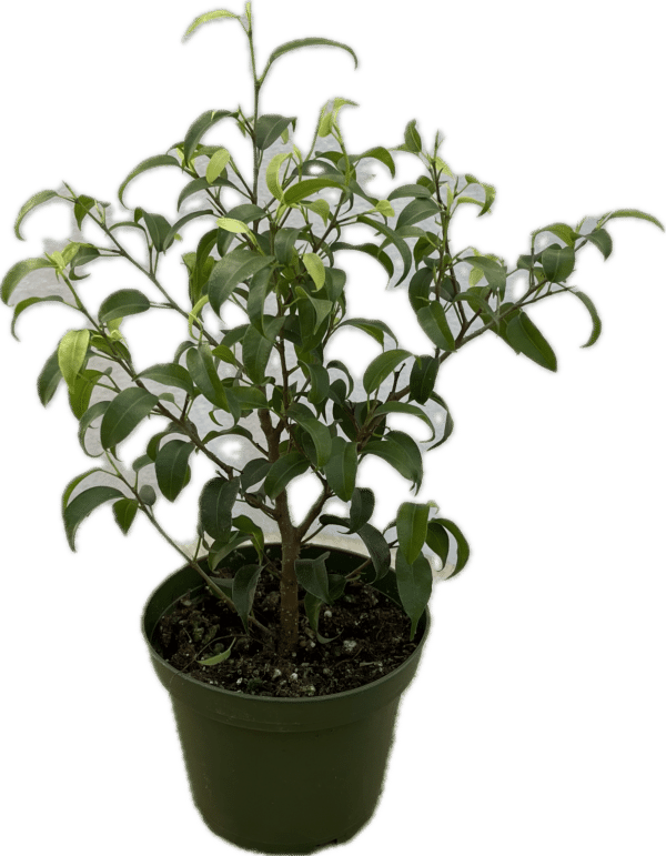 4" Ficus Pre Bonsai