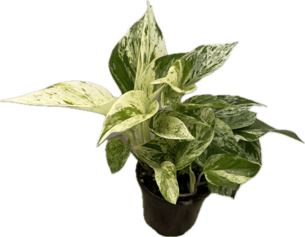 4" Marble Queen