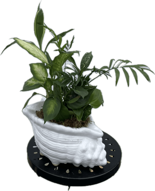 8" Ceramic Conch Shell Planter