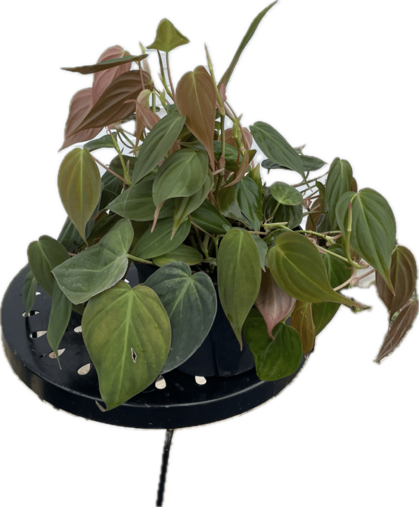 6" Philodendron Mican
