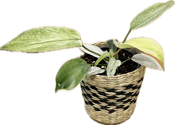 4" Seagrass Pot Cover