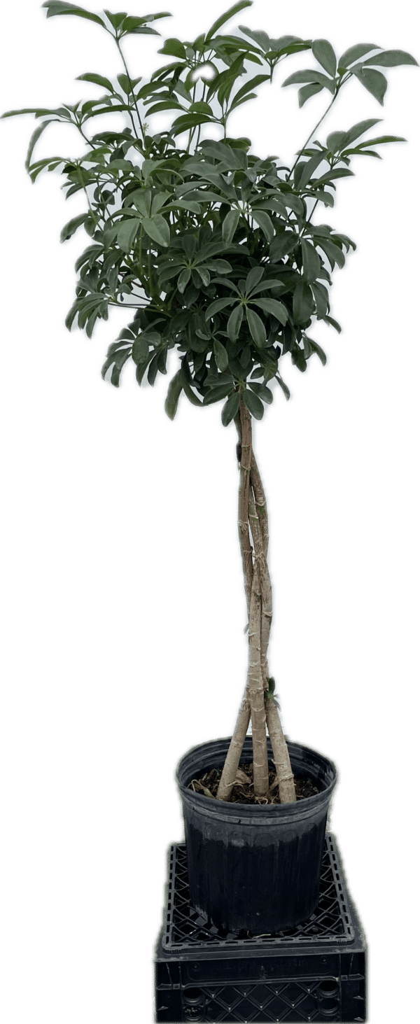 10” Arb Braid