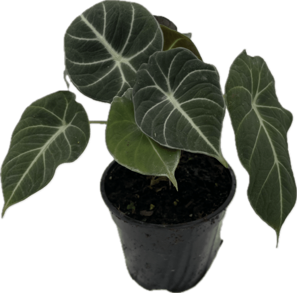 4" Alocasia Black Velvet