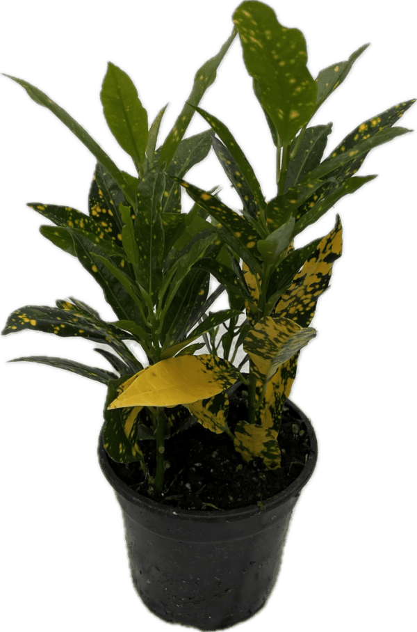 4" Croton Gold Dust