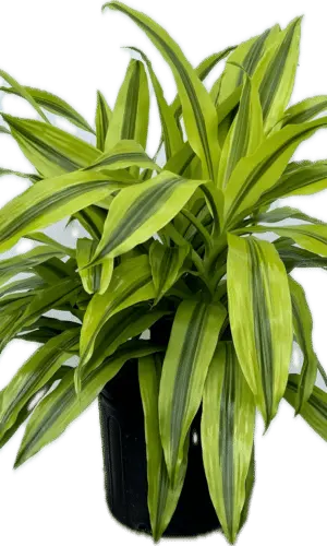 10” Dracaena Kristi