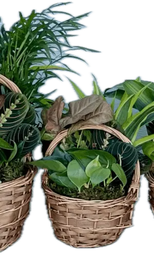 Willow Set Small