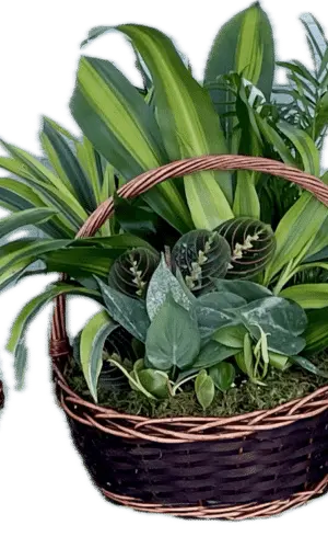 Willow Set Medium