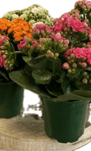 4" Kalanchoe